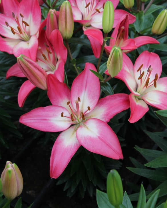Tiny Diamond | Onings Holland Flowerbulbs