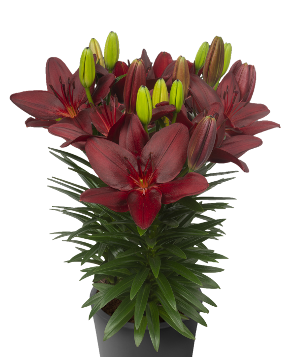 Trendy Pamplona | Onings Holland Flowerbulbs