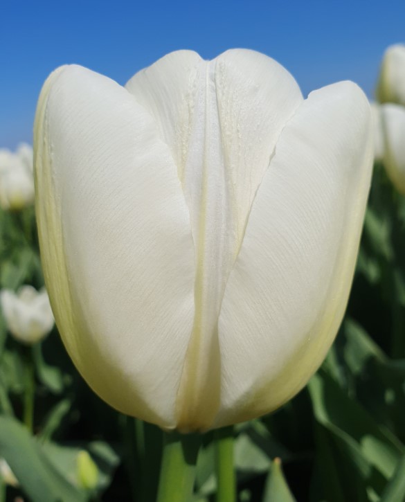 Lanka Onings Holland Flowerbulbs