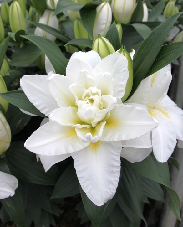Wedding Gift | Onings Holland Flowerbulbs
