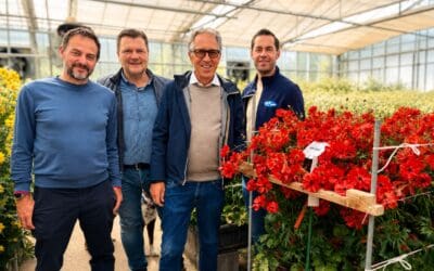 Onings appointed sales partner for Biancheri Ranunculus in the Netherlands