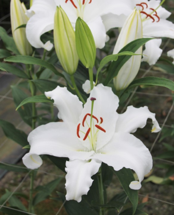 White Balloons | Onings Holland Flowerbulbs