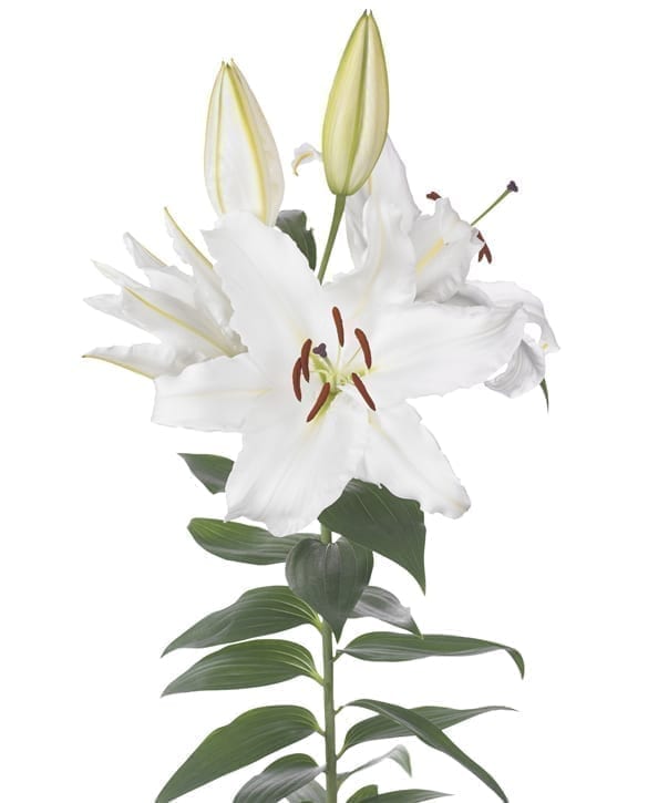 White Balloons | Onings Holland Flowerbulbs