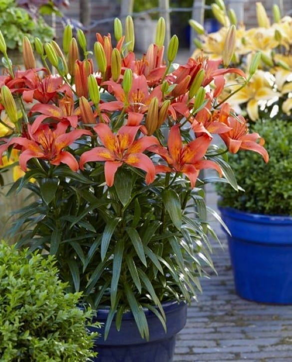 Winning Joy | Onings Holland Flowerbulbs