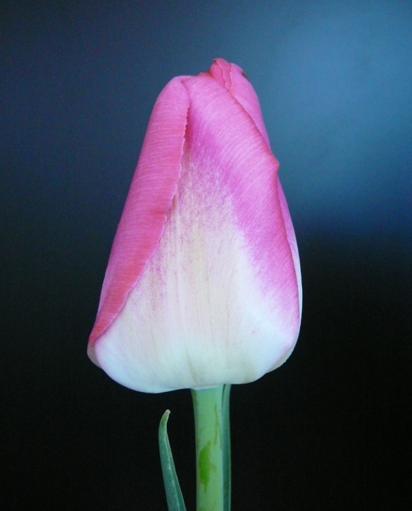 X Factor | Onings Holland Flowerbulbs