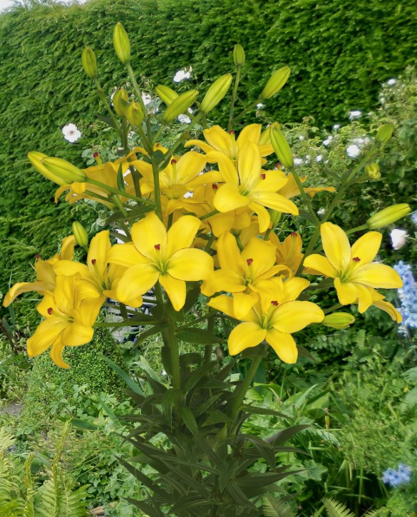 Yellow Cocotte | Onings Holland Flowerbulbs