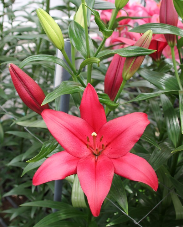 Yerseke | Onings Holland Flowerbulbs