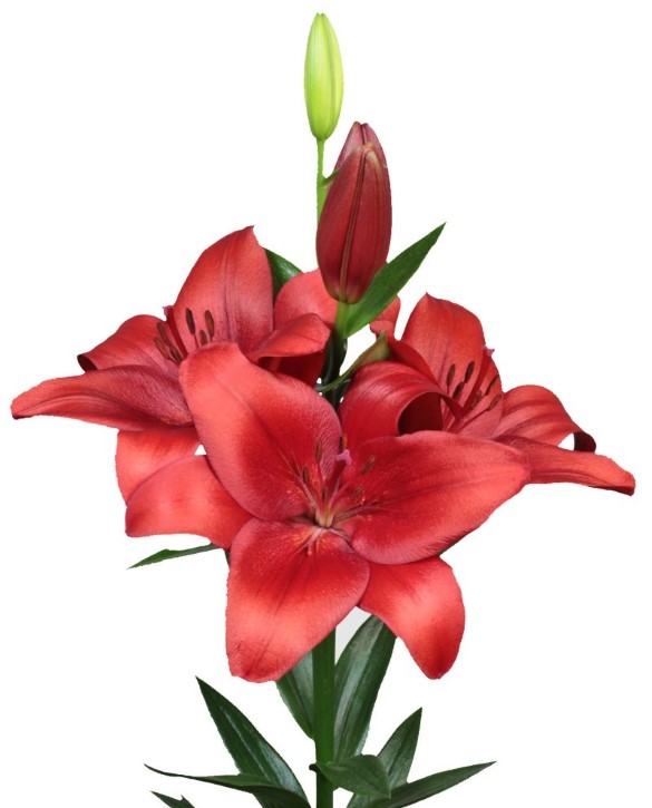 Braga Onings Holland Flowerbulbs