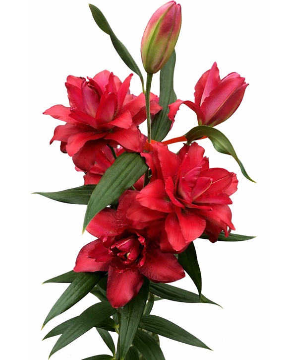 Jamala | Onings Holland Flowerbulbs