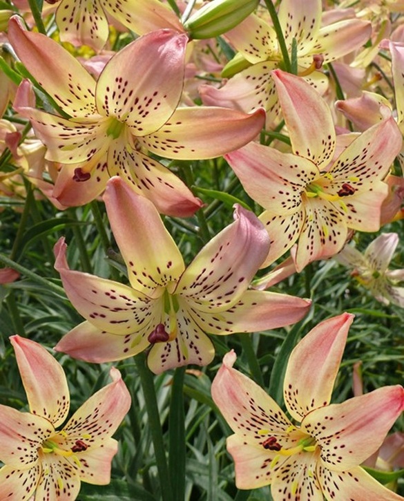Corsage | Onings Holland Flowerbulbs