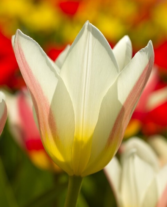 Clusiana Lady Jane | Onings Holland Flowerbulbs